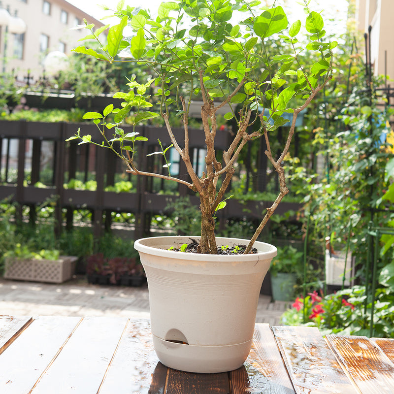 20cm White Plastic Plant Pot Self Watering Planter Flower Bonsai Indoor Outdoor Garden Decor Set of 3
