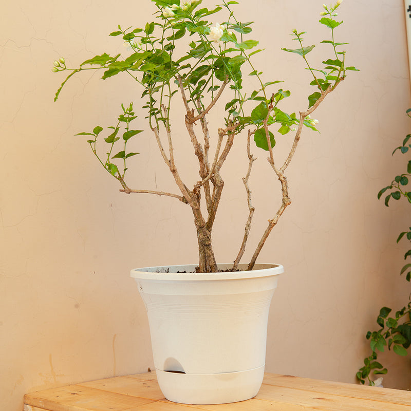 20cm White Plastic Plant Pot Self Watering Planter Flower Bonsai Indoor Outdoor Garden Decor Set of 3