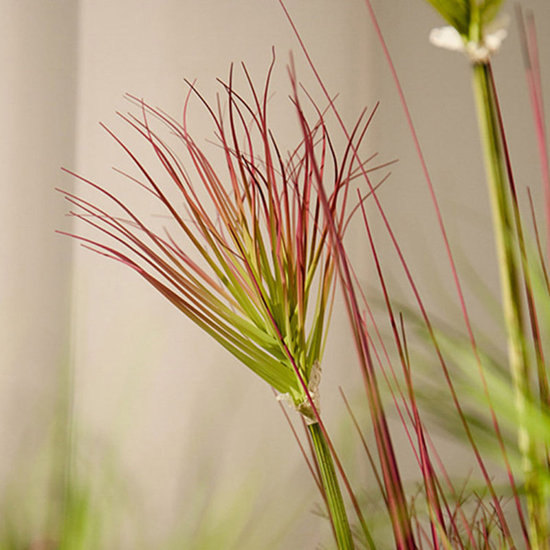 150cm Purple-Red Artificial Indoor Potted Papyrus Plant Tree Fake Simulation Decorative